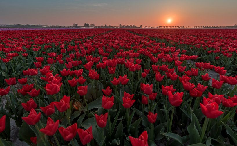 Tulpen sunset Goeree Overflakkee van Jolanda Wisselo
