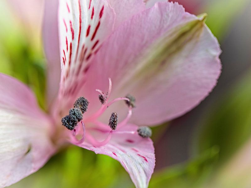 Alstroemeria by Rob Boon