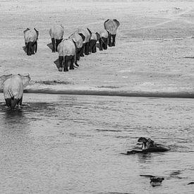 Olifantenkudde die rivier oversteekt naast nijlpaarden van Sander Voost