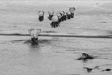 Elephant herd crossing river alongside hippos by Sander Voost