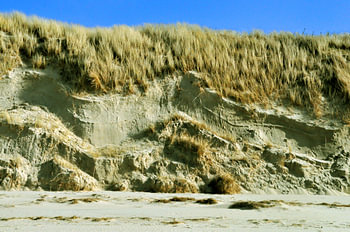 Dünen auf  Langeoog Ostfriesland Deutschland Germany