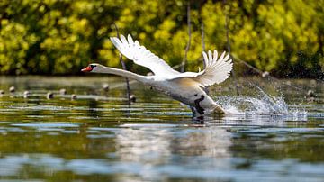 Danube delta swan by Roland Brack