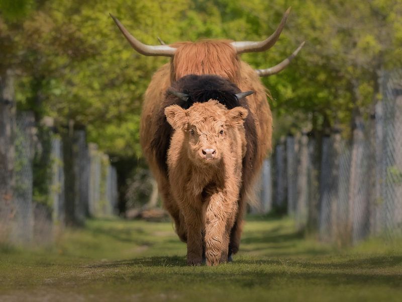 Follow the leader van Bert van Beek