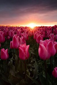 Bedrohlicher Himmel über Tulpen bei Sonnenuntergang von KB Design & Photography (Karen Brouwer)