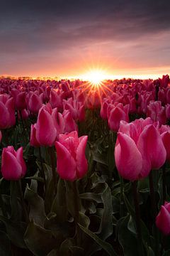 Dreigende lucht boven tulpen tijdens de zonsondergang van KB Design & Photography (Karen Brouwer)