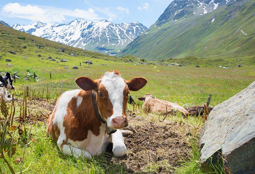 cute calf with cowbell, Dischma valley, switzerland by SusaZoom