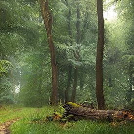 Forêt ancienne sur Roelie Steinmann