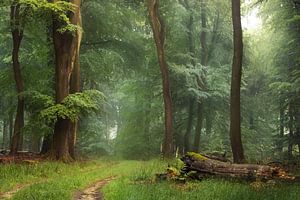 Ancient forrest by Roelie Steinmann