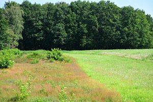 Eine Wiese am Waldrand
