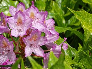 Pontischer Rhododendron