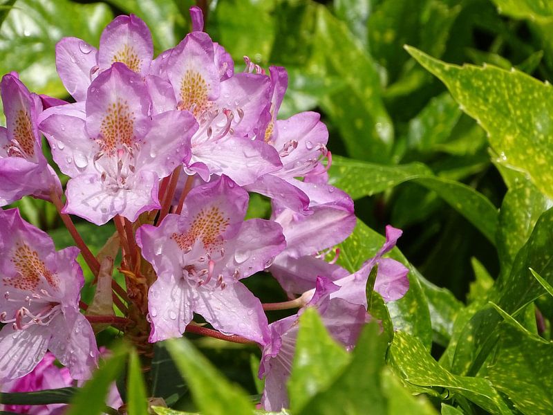 Rhododendron pontique par Liv ter Riet