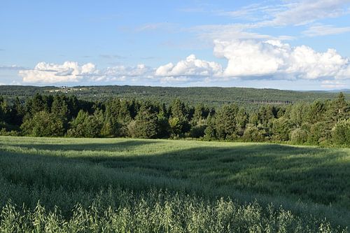 Een veld met haver in de zomer
