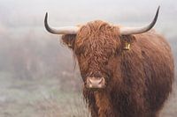 Schotse hooglander in de mist Nederland