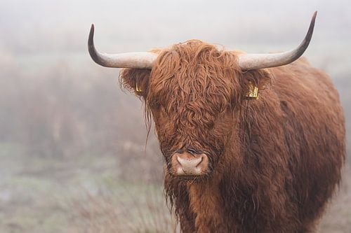 Schotse hooglander in de mist Nederland