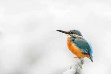 Ijsvogel in een winterlandschap van Ronny De Groote