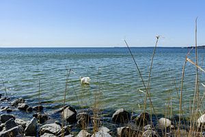 Am Ufer in der Goor, Insel Vilm, Lauterbach auf Rügen