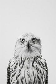 Adler von Poster Art Shop