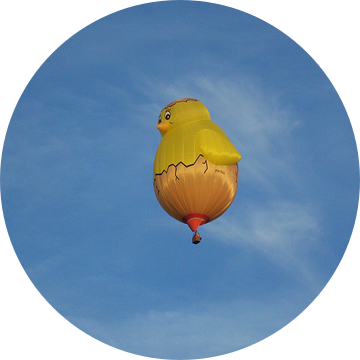 Het kippetje die oogluikend toekijkt in Barneveld