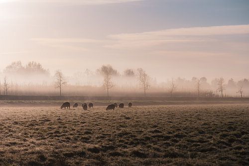 schapenweide in de kou