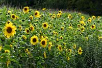 Zonnebloemen
