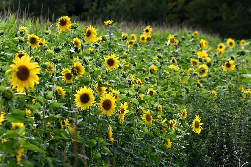 Zonnebloemen by Hielkje Koen