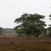 Hondsrug Heide bei Buinen von ESB-Fotografie