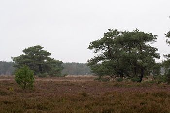 Hondsrug Heide bei Buinen