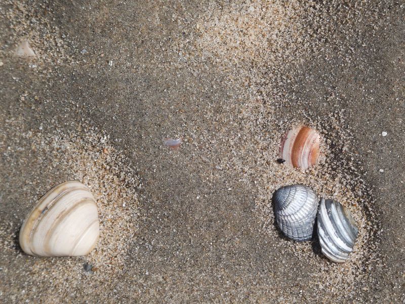 Heart shells by Made_ by_Sandy