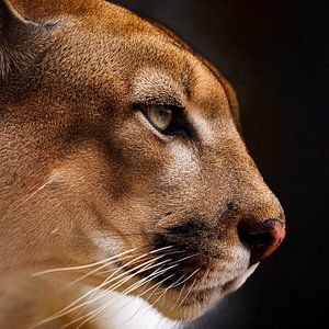 Der Puma