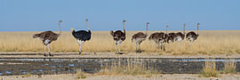 A group of ostriches at the edge of a grassy plain