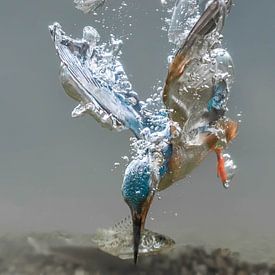 Fishing Kingfisher by Tariq La Brijn