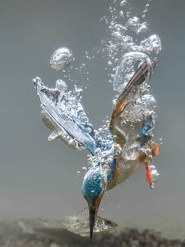 Fishing Kingfisher