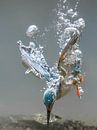 Eisvogel von Tariq La Brijn Miniaturansicht