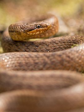 Round Shapes of the Smooth Snake by Thijs van den Burg