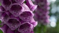Roze bloemen in de Moringerwaarden