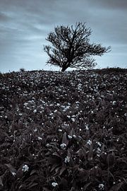 Old Harry Rocks 4 van Deshamer
