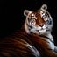 Fine-art dieren