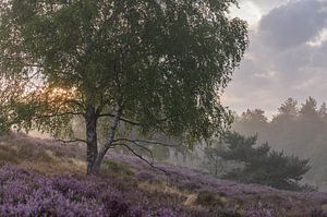schöner Morgen auf dem purpurnen Moor