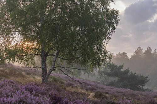 beautiful morning on the purple moor