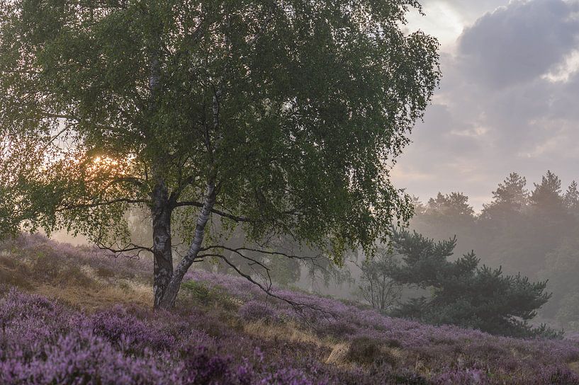 schöner Morgen auf dem purpurnen Moor von Tania Perneel