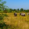 Photo de paysage estival avec des chevaux de trait belges gris dans le Brabant-Septentrional sur Kristof Leffelaer