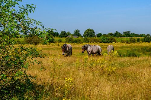 Zomerse Landschapsfoto met Grijze Belgische Trekpaarden in Noord-Brabant