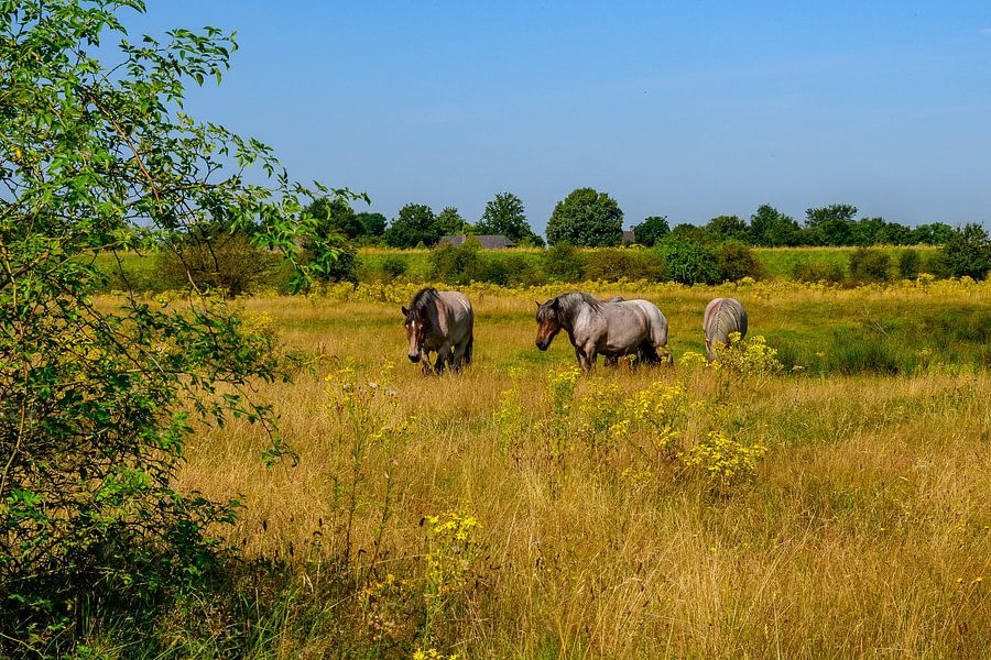 Zomerse Landschapsfoto met Grijze Belgische Trekpaarden in Noord-Brabant