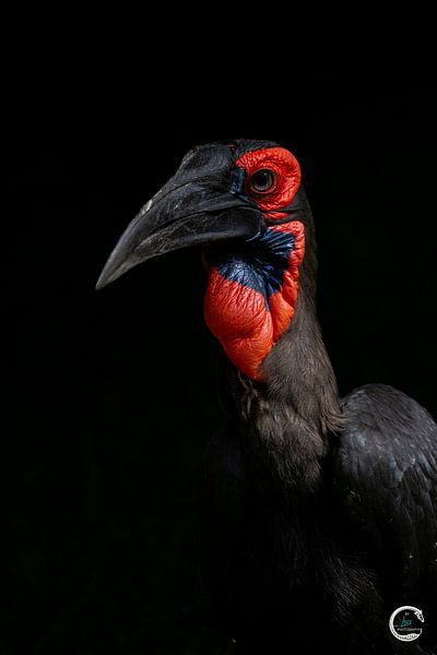 Nashornrabe von Kimberly de Jager