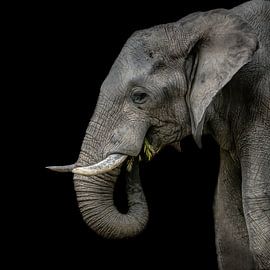 Éléphant