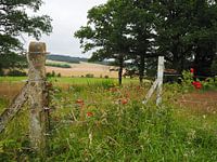 Klaproos