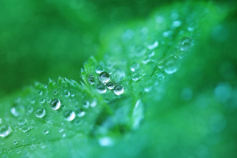 Little Pearls. by LHJB Photography