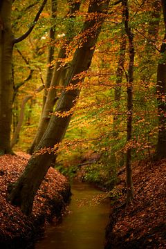 Bunter Herbstwald am Rande eines Baches von Jenco van Zalk