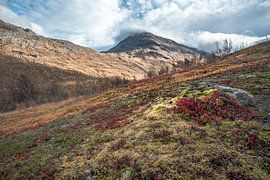 Øvre Dividal National Park 3 by Marc Hollenberg