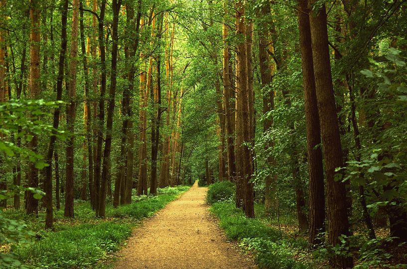 Chemin forestier par Violetta Honkisz